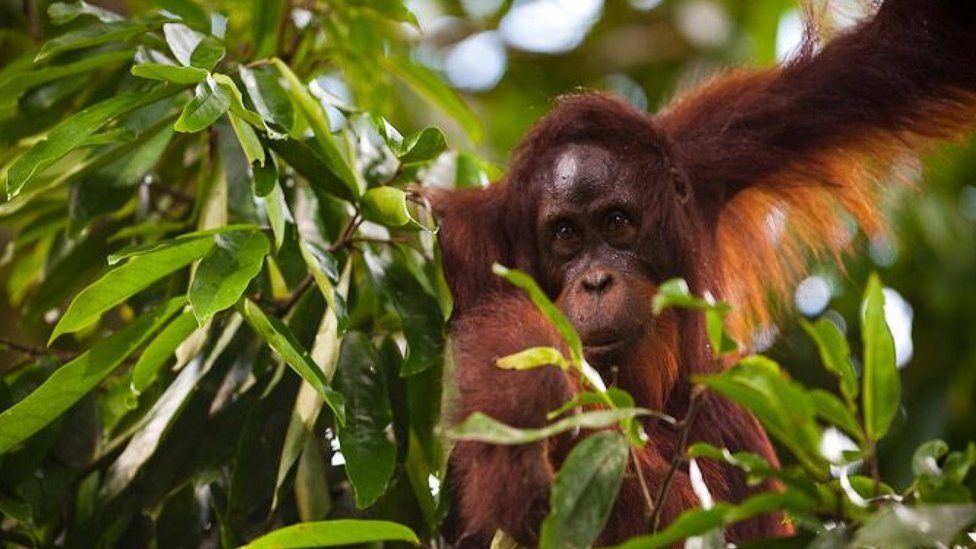 Borneo's orangutan population slashed by more than half in 16 years