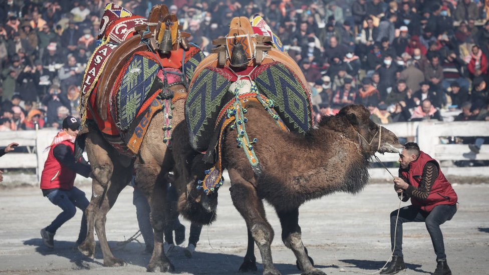 Hayvan hakları aktivistleri, yetkililerin güvenli dediği deve güreşinin yasaklanmasını istiyor
