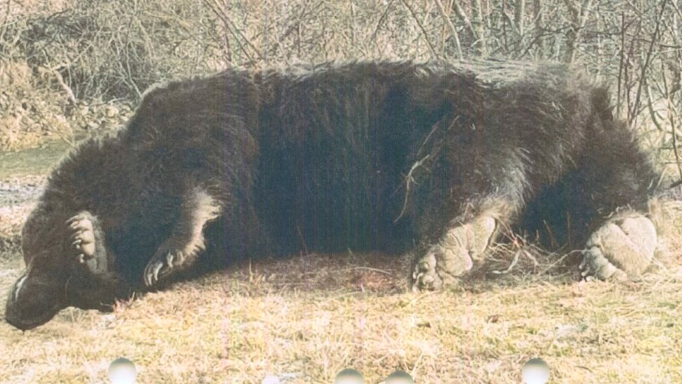 Arthur the bear after he was shot