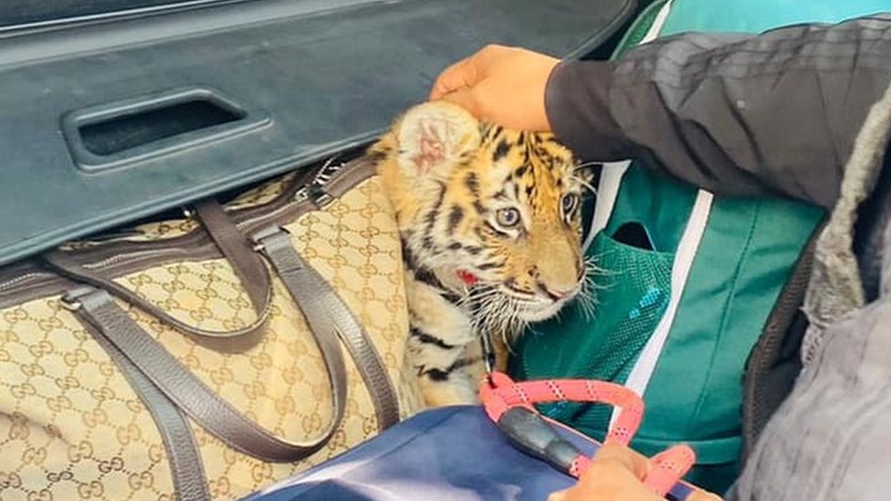 I Am Tiger – Days After Pet Dog Nearly Cost Him Saudi Transfer,  Ex-Liverpool Star Shoots Announcement Video With a Tiger - EssentiallySports