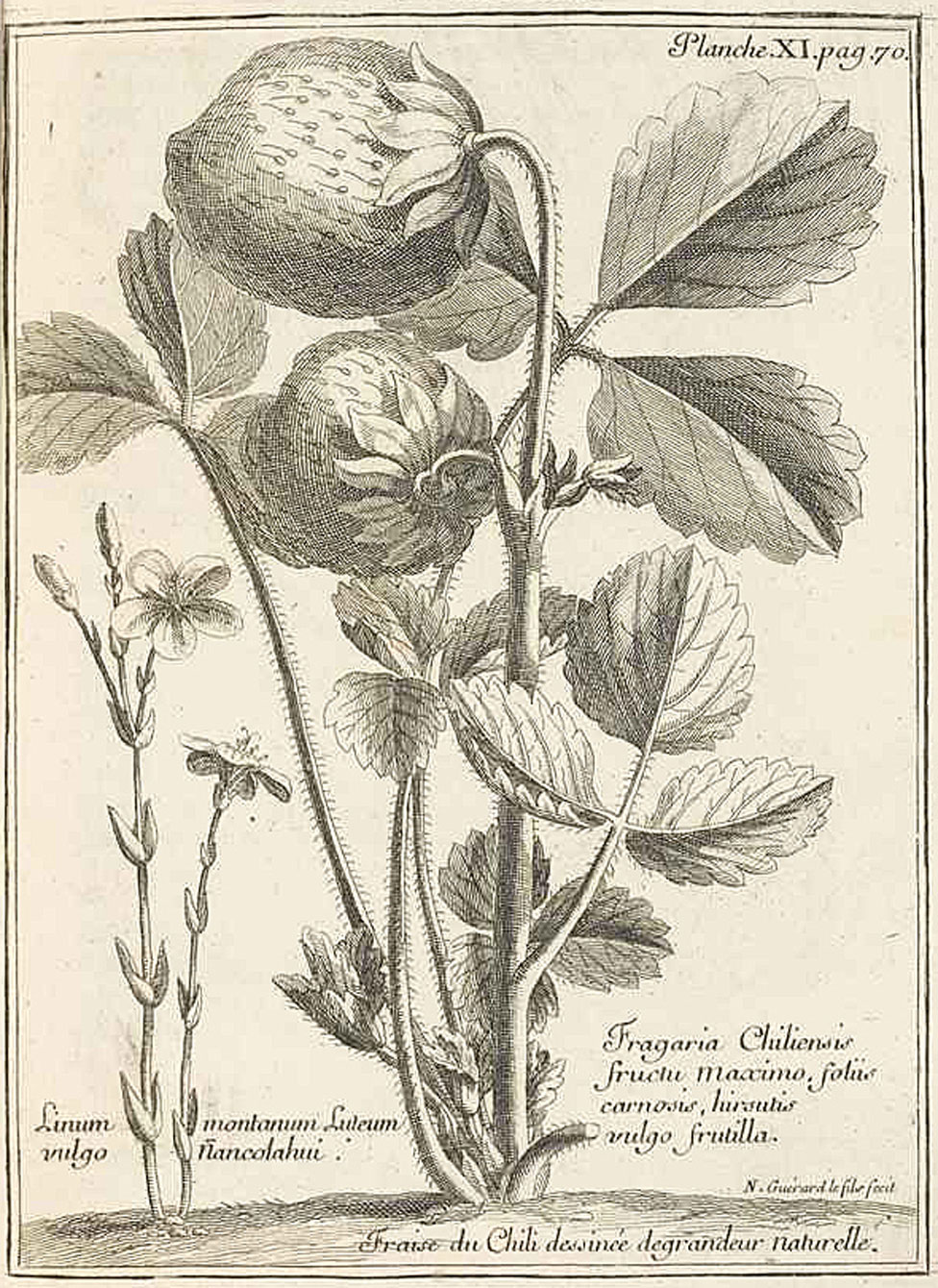 La ilustración que aparece en el libro de Frézier des las fresas de Chile del tamaño de nueces o hasta huevos.