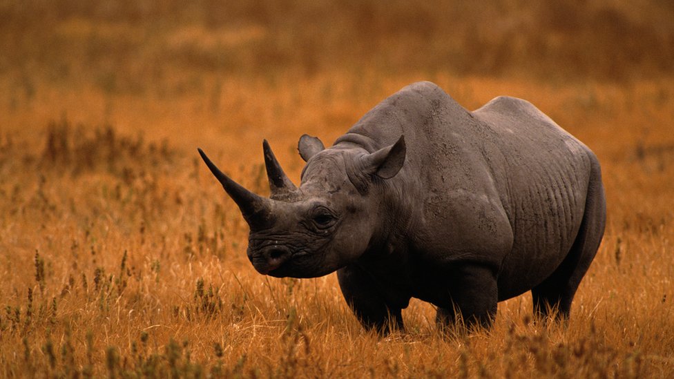 Rinoceronte.
