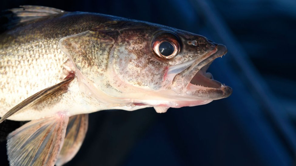 Competitive fishermen plead guilty in walleye cheating scandal