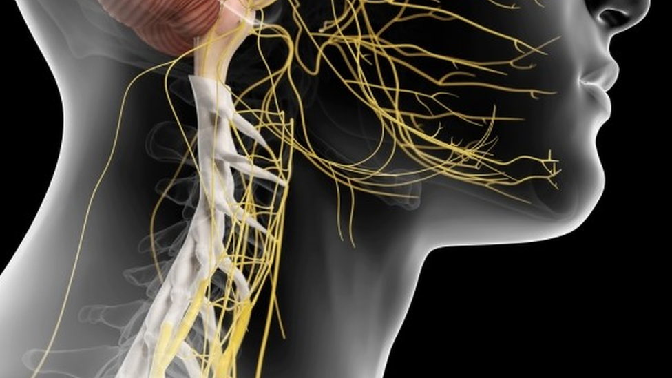 Ilustração do sistema nervoso