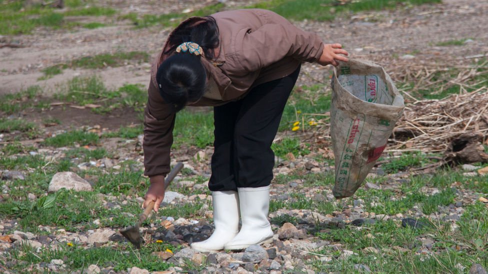 2010年5月，一名朝鮮婦女在咸鏡北道的田野裏撿草吃。