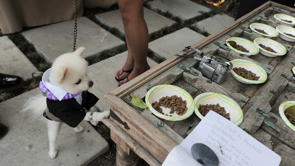 Reducir la cantidad de calorías es una manera efectiva para que el animal mantenga un peso saludable. Perro frente a comida