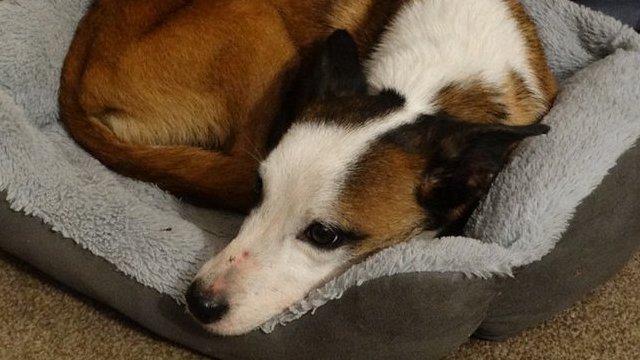 Rescue dog which went missing near Bury St Edmunds is found