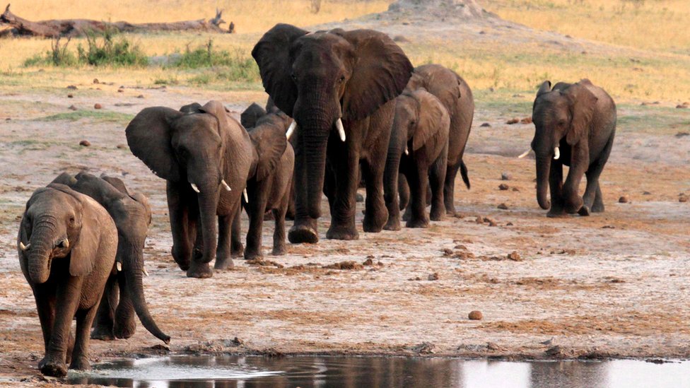 Elephants in Zimbabwe (file photo)
