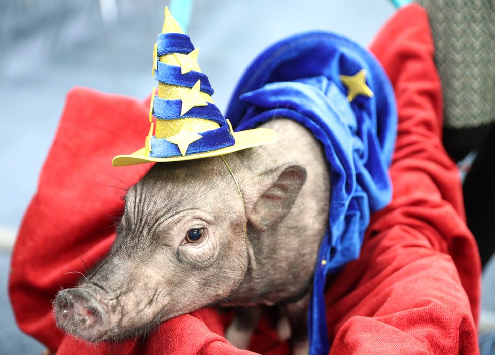 Rusya'nın başkenti Moskova'dayeni yıl kutlamaları hakkında düzenlenen bir basın toplantısına getirilen şapkalı domuzlar. Çin takvimine göre 2019 domuz yılı olacak.