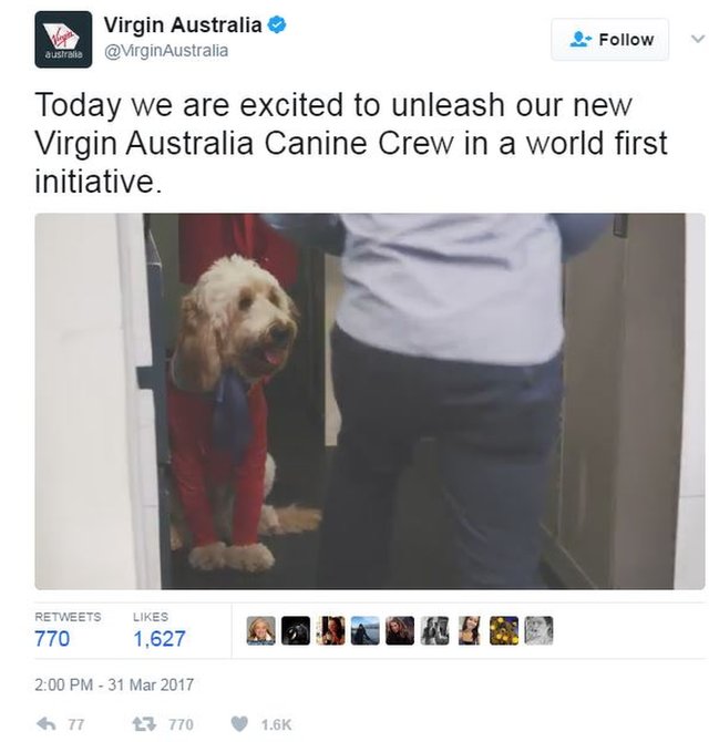 Virgin Australia рассказала миру о своей новой собачьей бортпроводнике в День дурака