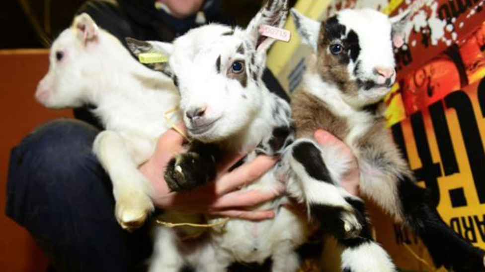 Sheffield Petting Zoo To Get 20k Fence After Goats Killed Bbc News