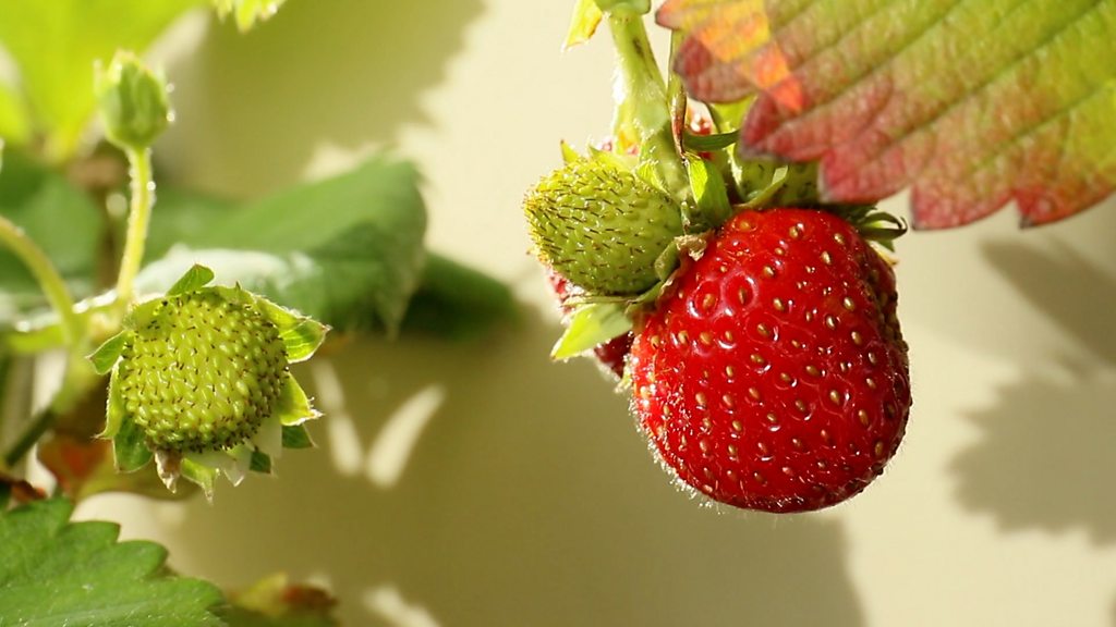 Paris: 'World’s largest urban rooftop farm' in progress