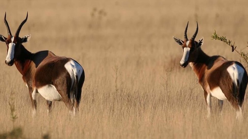 Бонтебок, разновидность антилоп