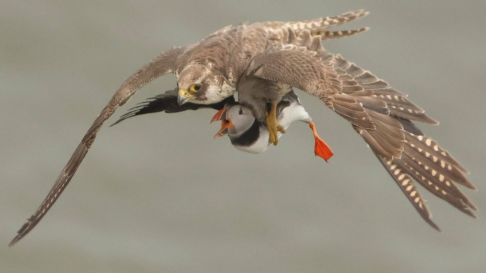 Peregrine falcon snatches puffin at Bempton Cliffs