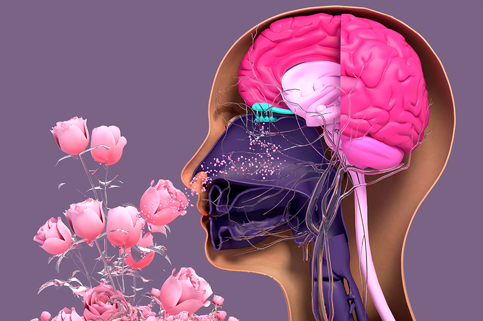Imagen de cómo funciona el sistema olfativo