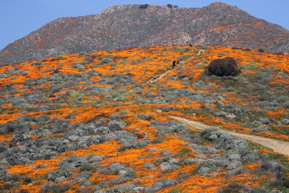 procvetali divlji mak u Kaliforniji