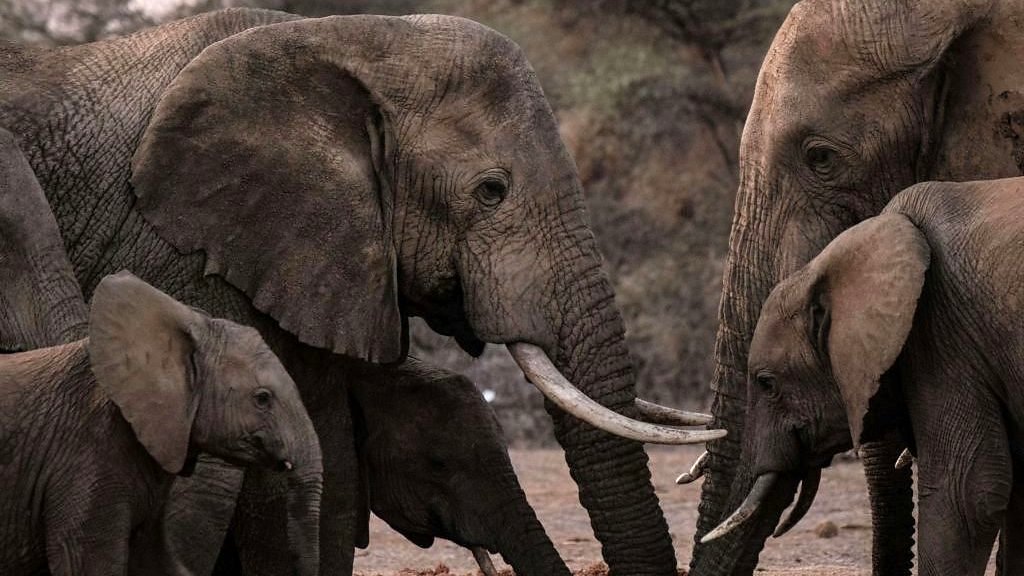 Climate change killing elephants, says Kenya