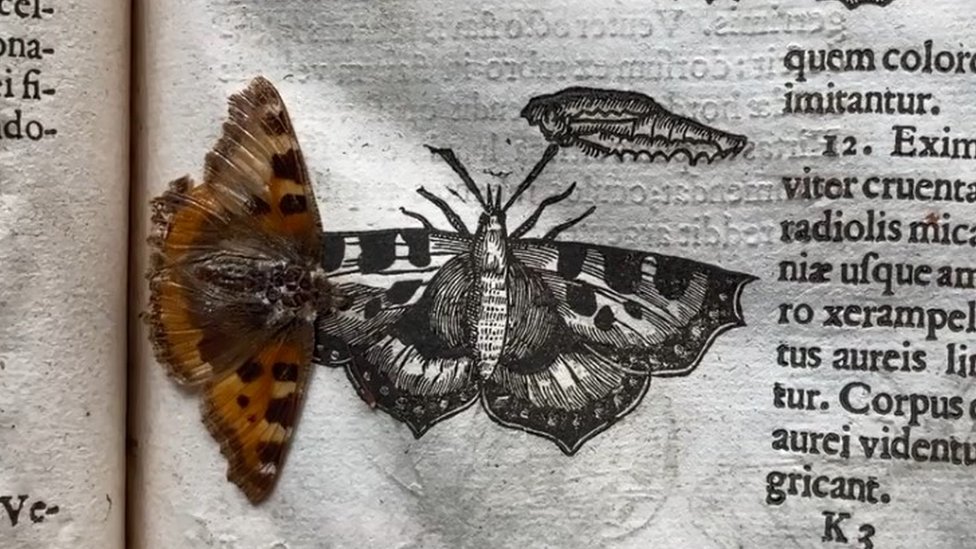 Cambridge University Butterfly Found Pressed Inside Centuries Old Book c News