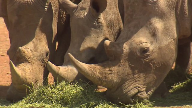 African rhino death rate increases for sixth year in a row BBC News