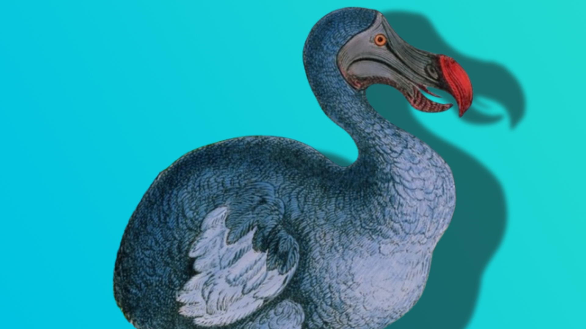 Could we bring the dodo back from extinction? - BBC Newsround