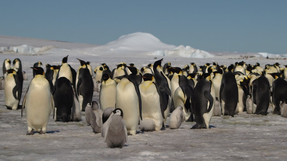 Stirling pupils' penguin project pays off after new colony discoveredon ...