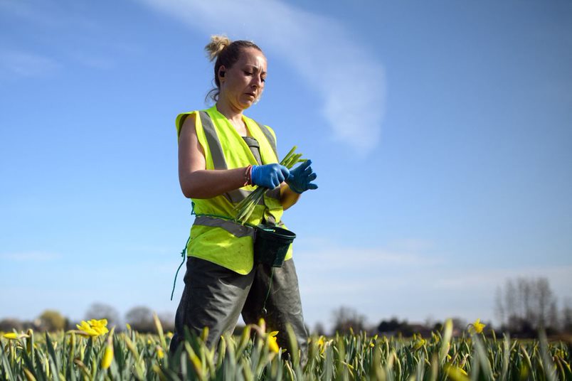 A Romanian migrant workers at a flower farm in the UK