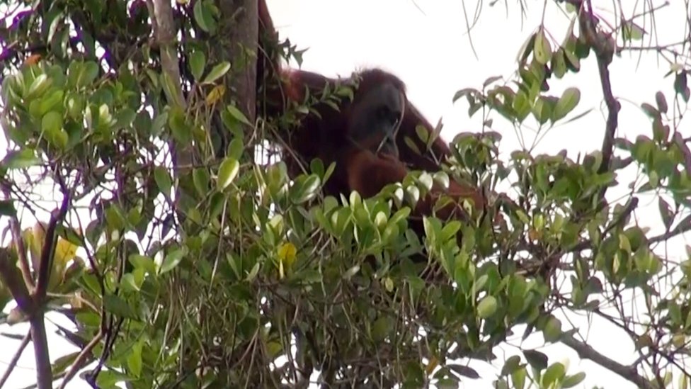 Mustafa, pawang orang utan rawa singkil aceh