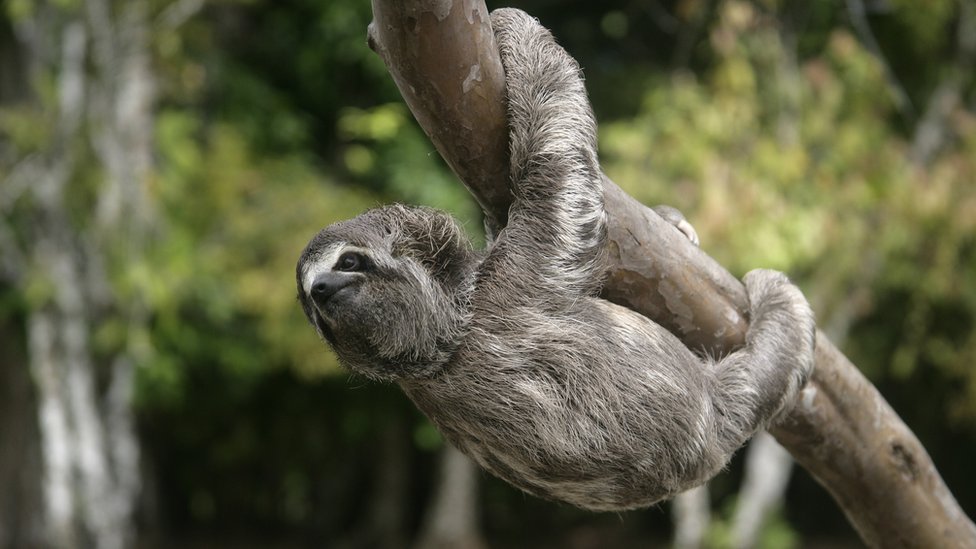 Solo dos criaturas tenían alma para los Shuar, explica Dhody. Por esta razón, cuando un joven se convertía en hombre y debía marcar este episodio haciendo una tzantza, si no había guerra, podría reducir la cabeza de un perezoso. Perezoso