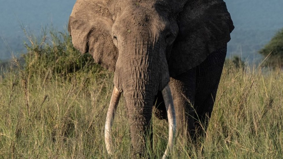 Elefante con colmillo en Kenia.
