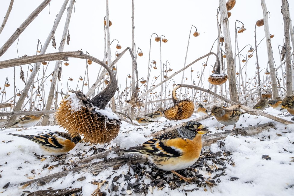 Ptice na polju uvelih suncokreta prekrivenim snegom