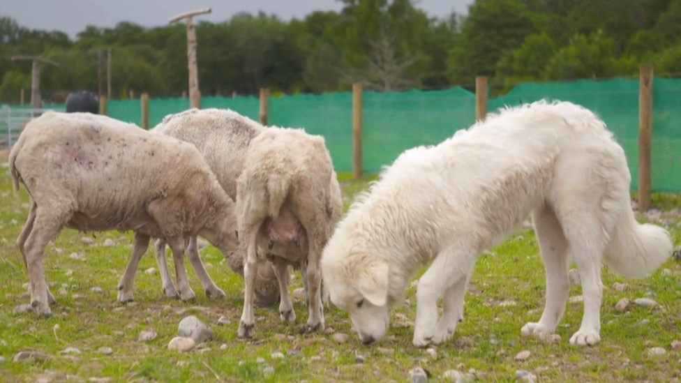 Sheep guard dogs maremma top