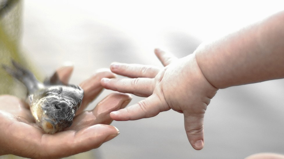 Una mano adulta sostiene un pez, mientras la mano de un bebé intenta alcanzarlo