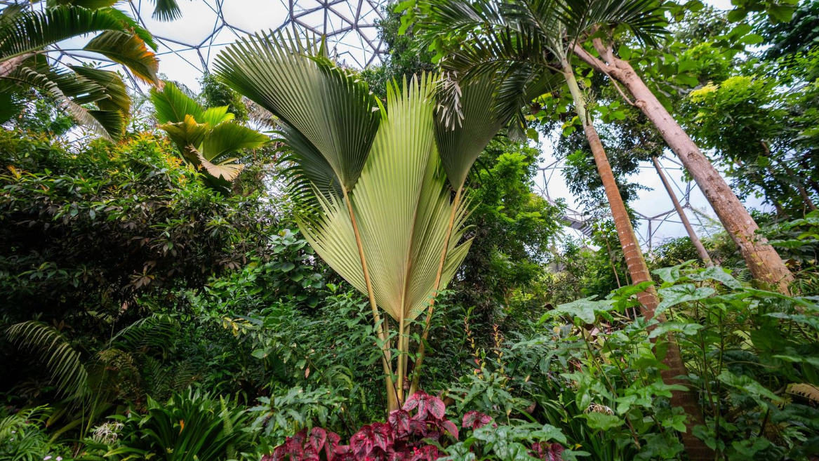 Rare palm's 13ft leaf thought to be UK's largest