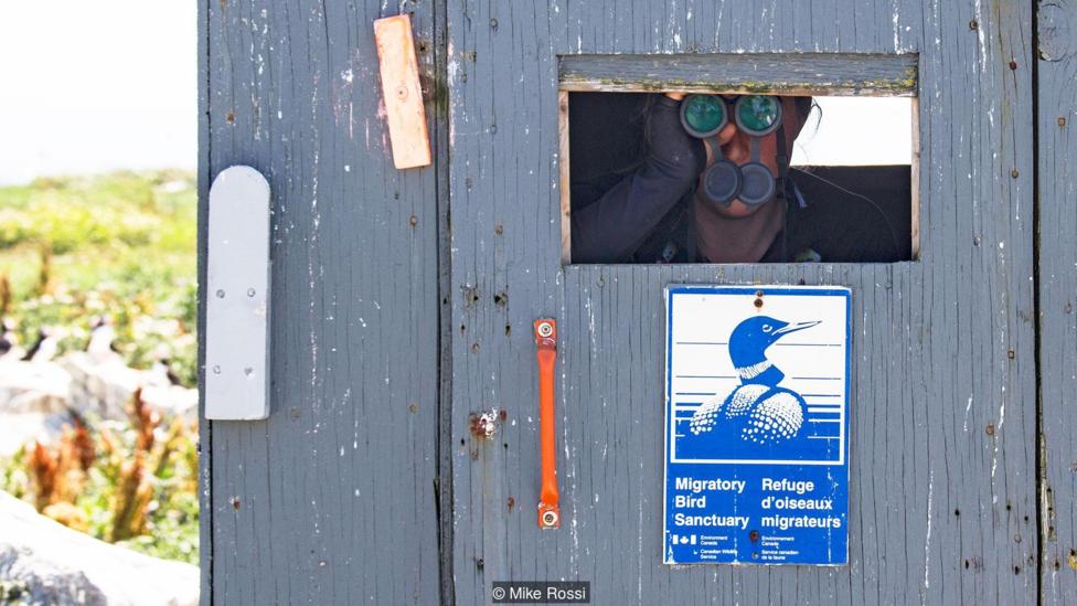 Los observadores de aves solo pueden permanecer en pequeños espacios cubiertos para evitar la perturbación del medio ambiente. Uno de los observatorios de aves cubiertos en Machias Seal Foto: Mike Rossi