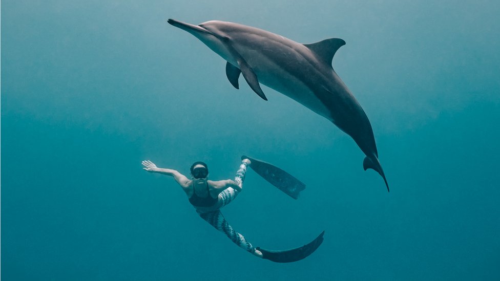 Снорклер и дельфин
