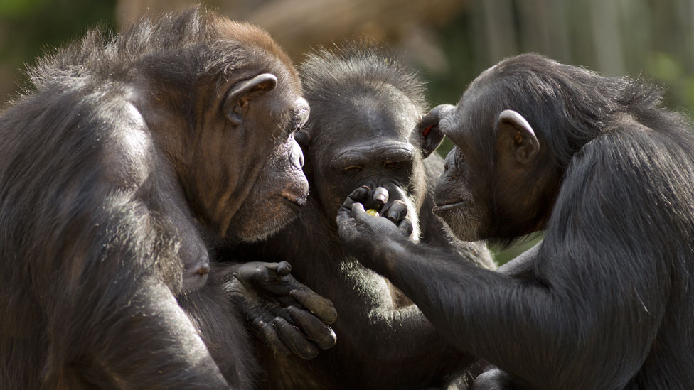 Tres chimpancés comunicándose