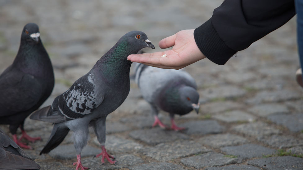 Palomas