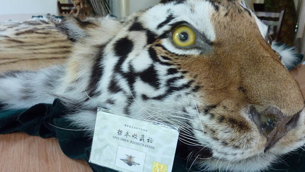 Alfombra de piel de tigre junto con un permiso del gobierno ofrecido en Xiafeng Animal Taxidermy en An Hui of China