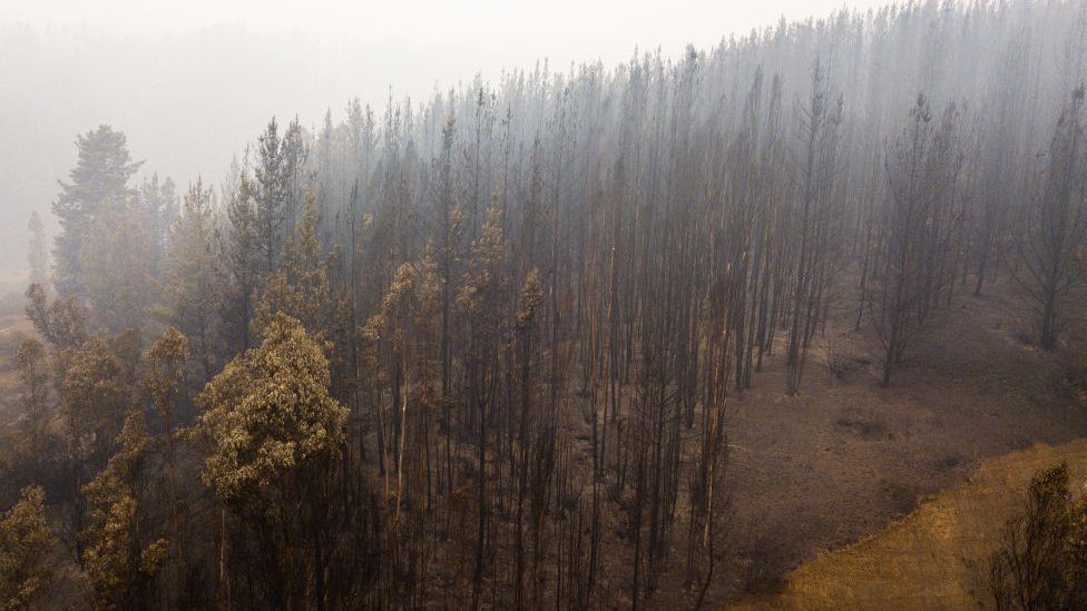 Árboles en la zona afectada por los incendios en Chile.