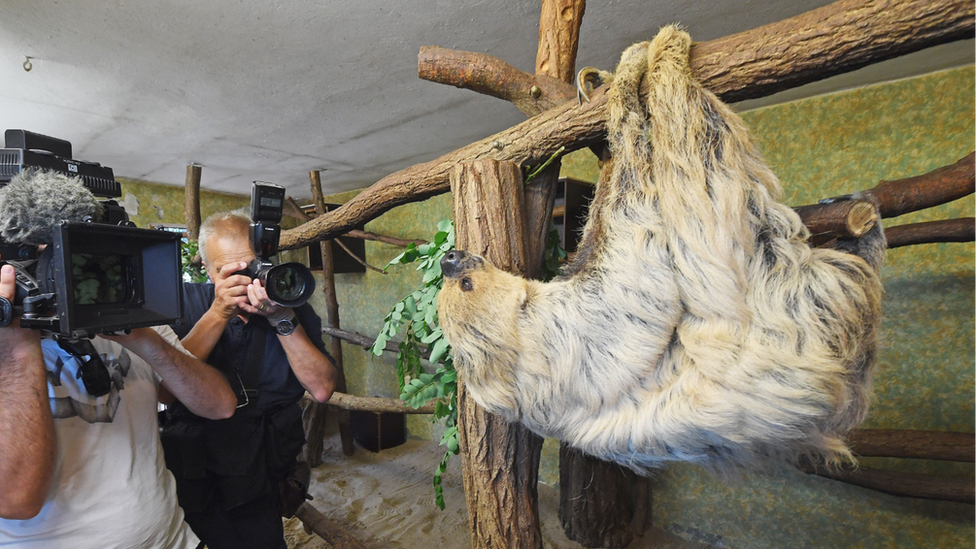 Paula the sloth, Halle Zoo, Germany, 2019