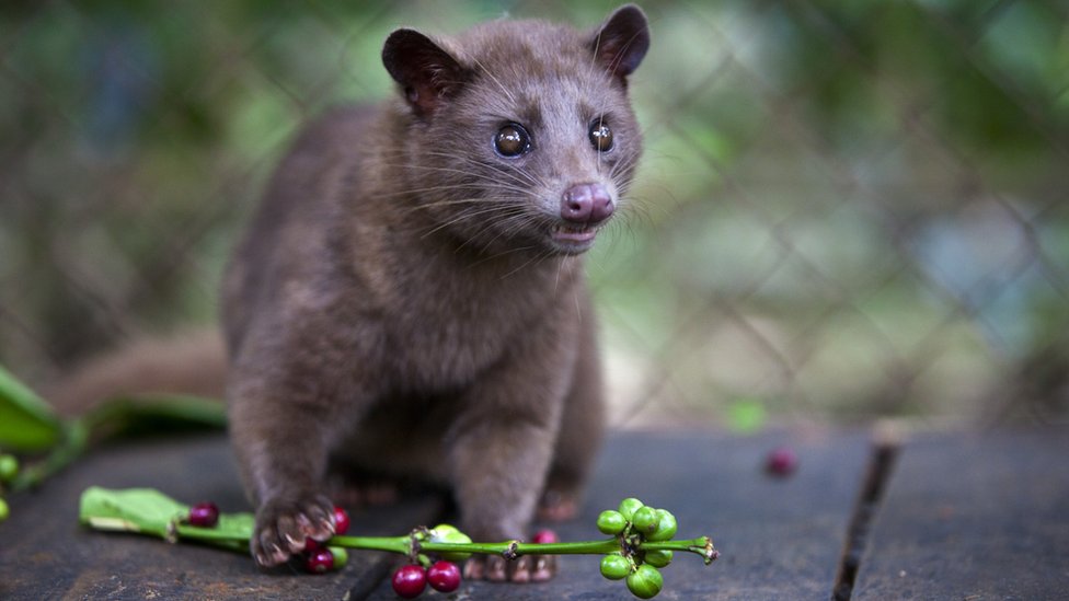 A luwak kept in a cage snacks on coffee berries in Indonesia