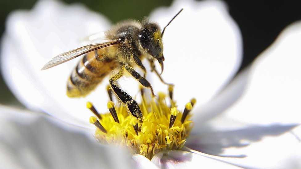 Pčela na vrhu belog cveta