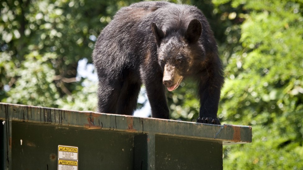 Why black bears love dumpster diving