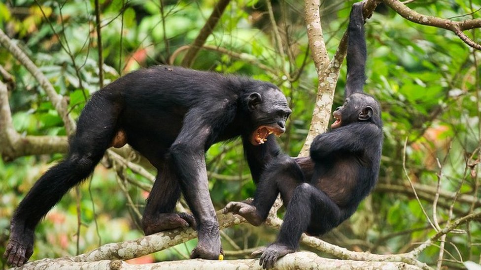 Por qué el acoso y la intimidación son unas estrategias evolutivas tan  exitosas? - BBC News Mundo