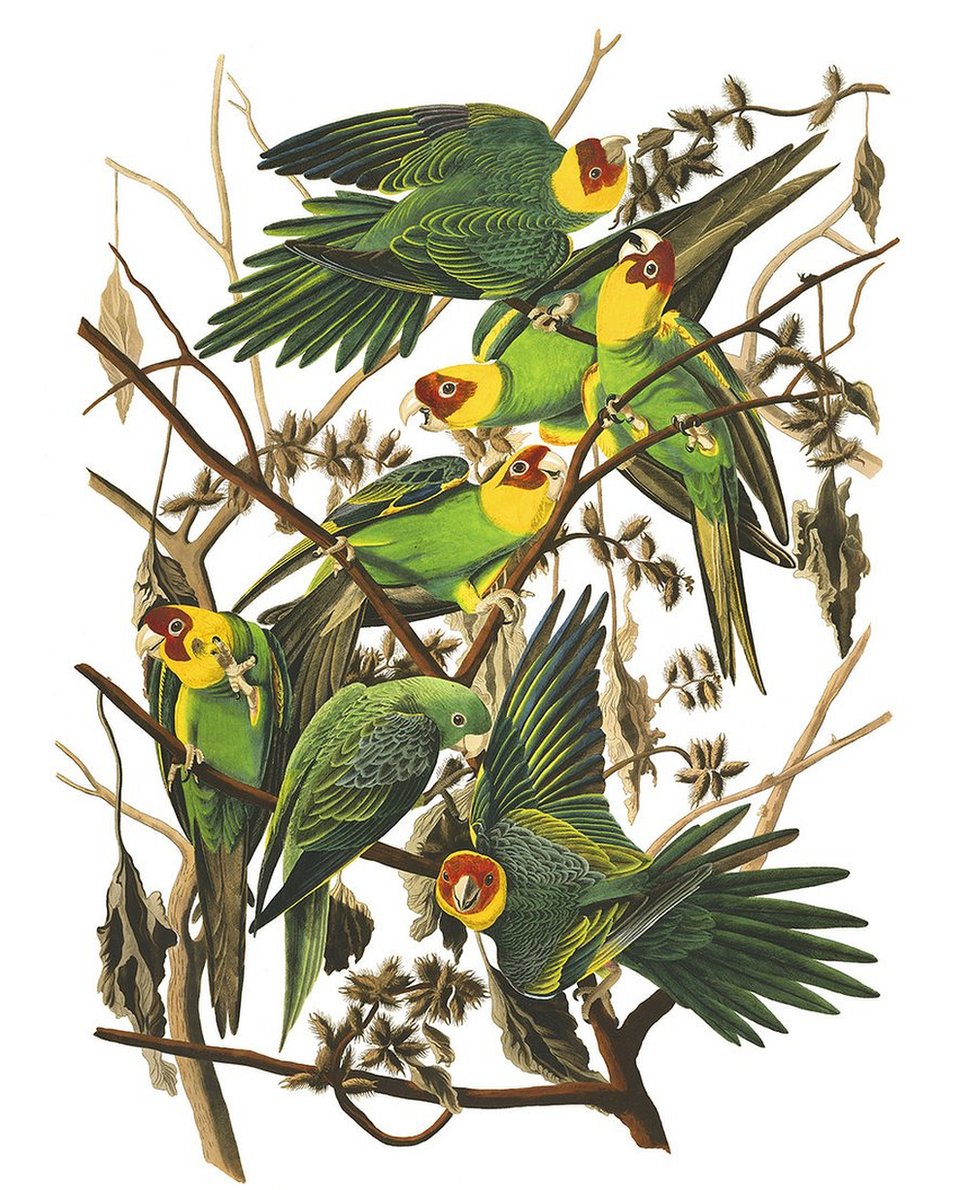 Каролинские попугаи