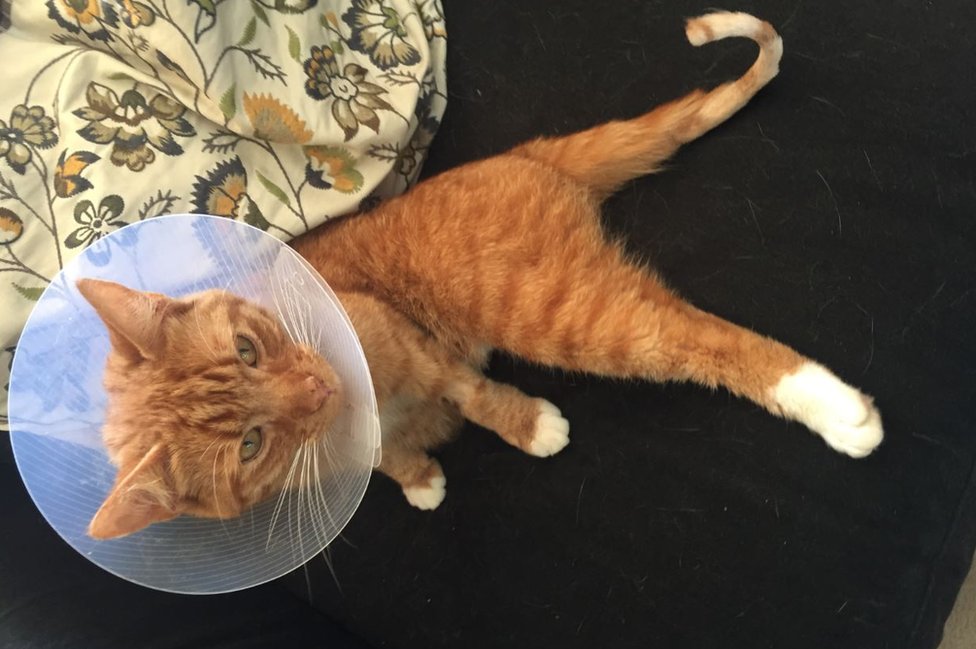 web attack rc tarantula