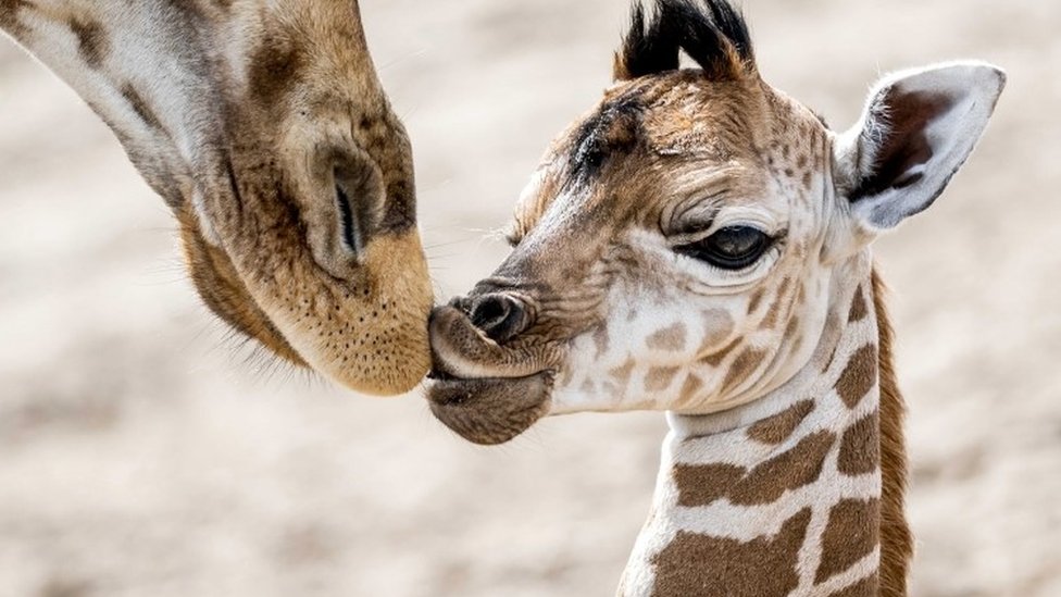 Новорожденный нубийский жираф гуляет по саванне Safaripark Beekse Bergen в Хилваренбеке, Нидерланды, 21 августа 2019 г.