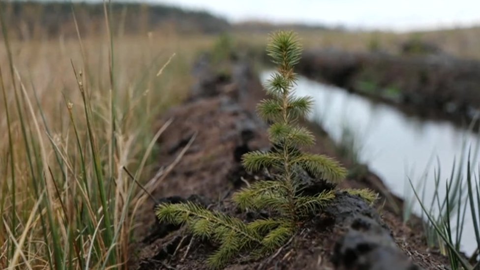 Conifer planted on peatland