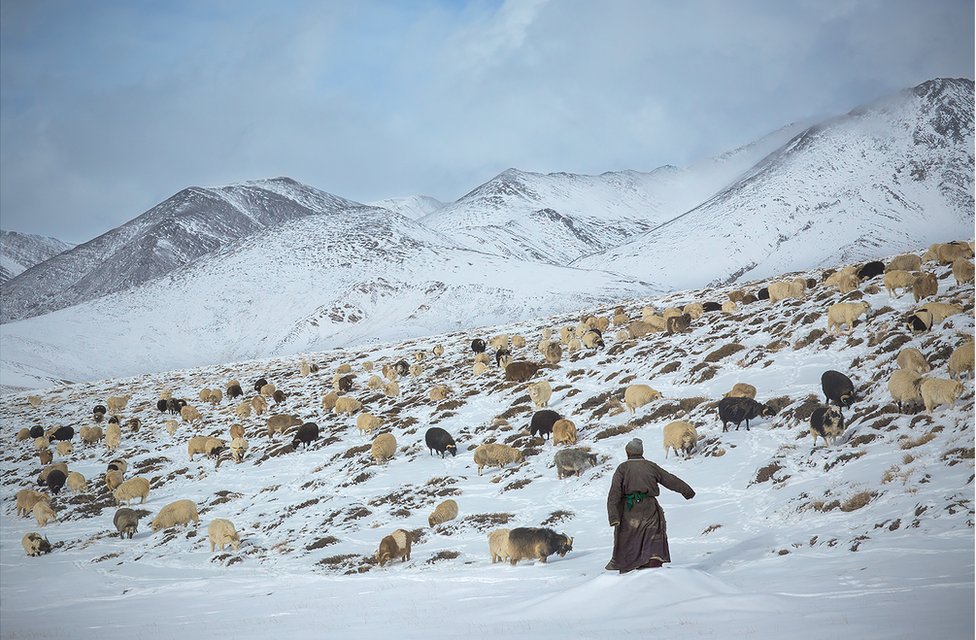 Пастух со своими козами на заснеженном склоне горы