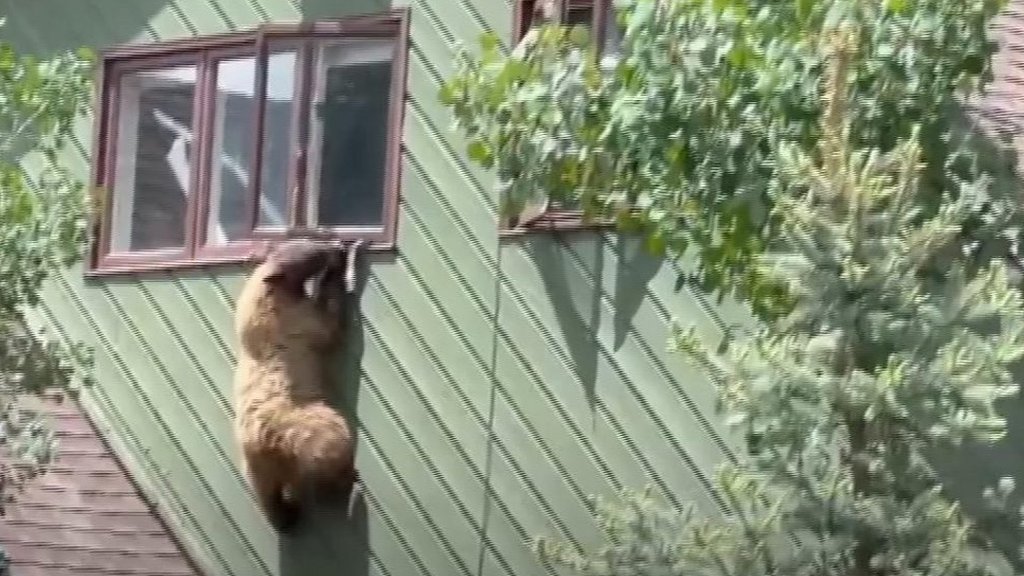 Bear dangles from house window trying to escape